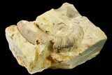 Ordovician Oncoceratid (Richardsonoceras) Fossil - Wisconsin #162961-1
